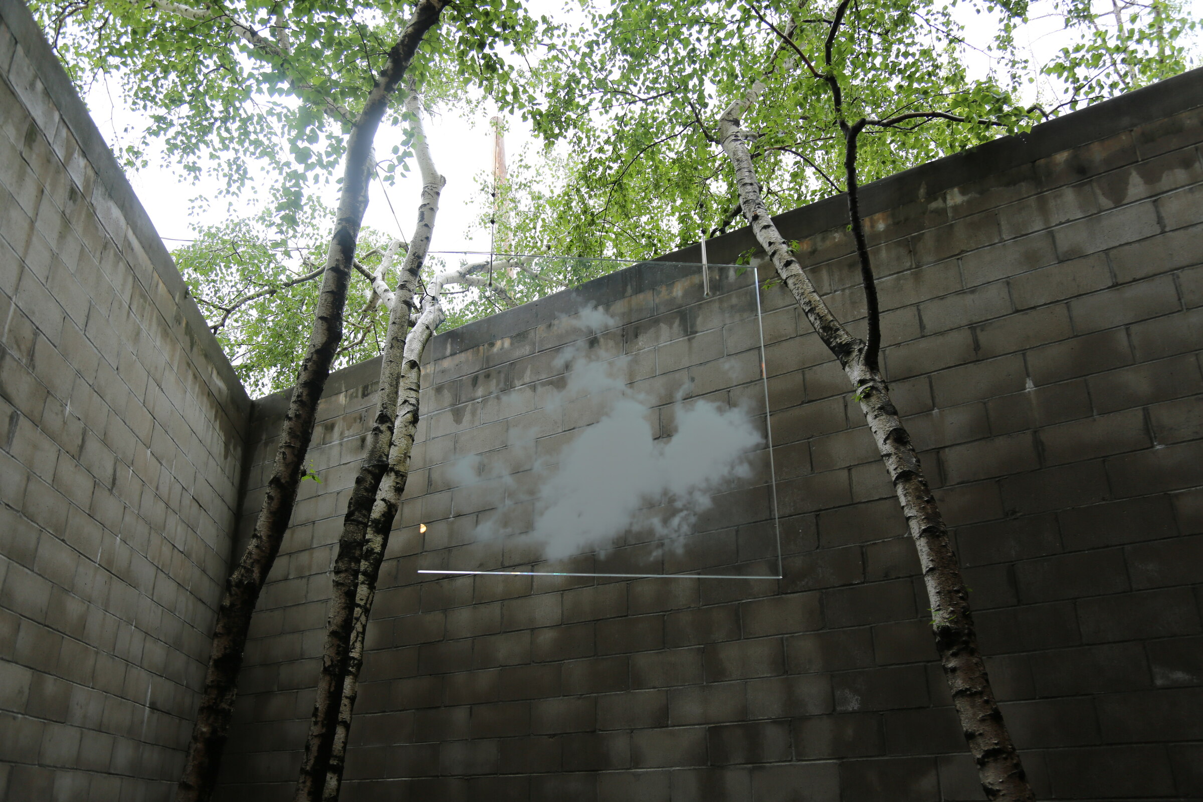 Mist drifting between birch trees in an open-air courtyard at The Noguchi Museum